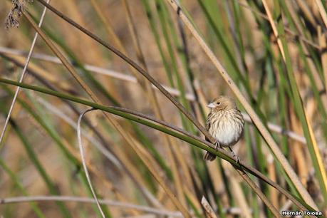 Censo Neotropical de Aves Acuáticas (julio 2023)