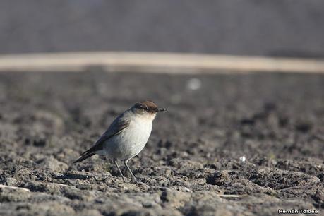Censo Neotropical de Aves Acuáticas (julio 2023)