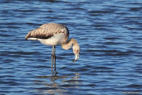 Censo Neotropical de Aves Acuáticas (julio 2023)