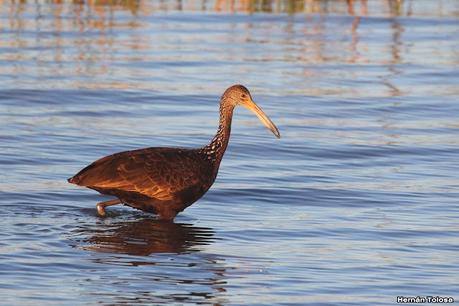 Censo Neotropical de Aves Acuáticas (julio 2023)