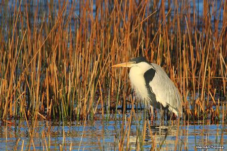 Censo Neotropical de Aves Acuáticas (julio 2023)