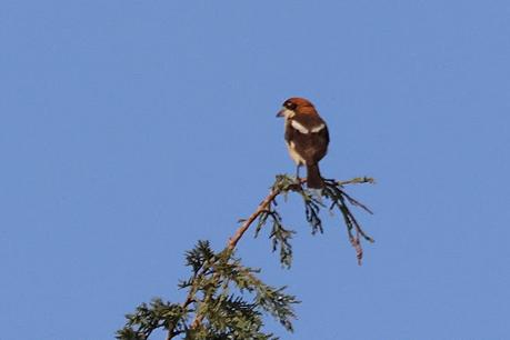 juvenil y adulto de alcaudón