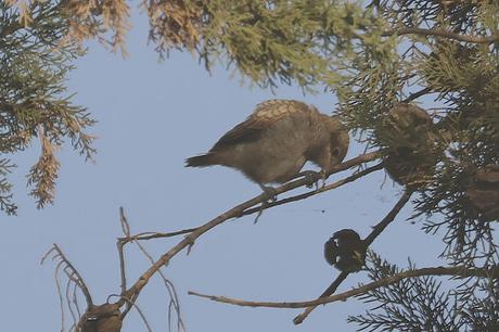 juvenil y adulto de alcaudón