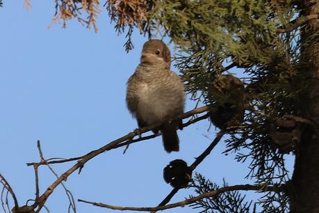 juvenil y adulto de alcaudón