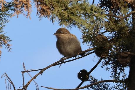 juvenil y adulto de alcaudón