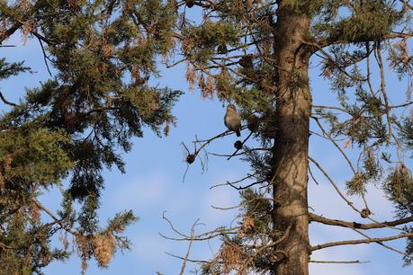 juvenil y adulto de alcaudón