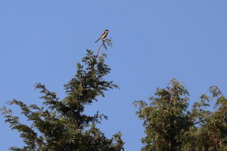 juvenil y adulto de alcaudón