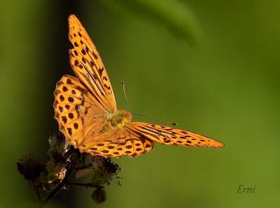 VOLANDO ESTAMOS Y VOLANDO NOS IREMOS