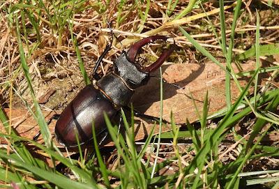 VOLANDO ESTAMOS Y VOLANDO NOS IREMOS