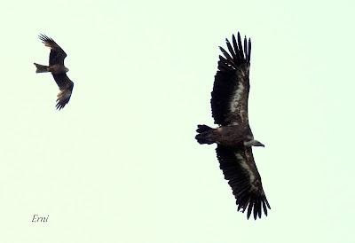 VOLANDO ESTAMOS Y VOLANDO NOS IREMOS