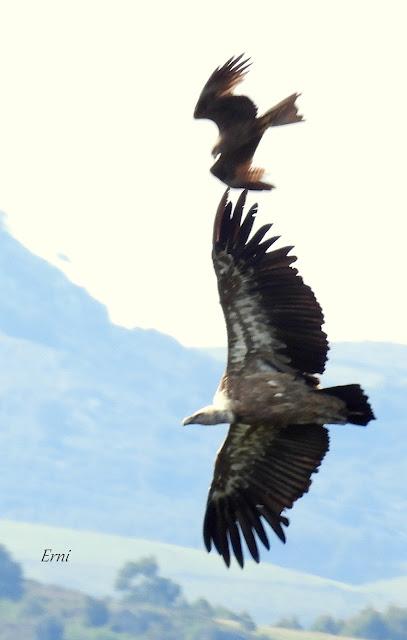 VOLANDO ESTAMOS Y VOLANDO NOS IREMOS