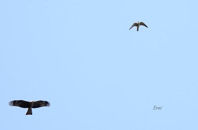 VOLANDO ESTAMOS Y VOLANDO NOS IREMOS