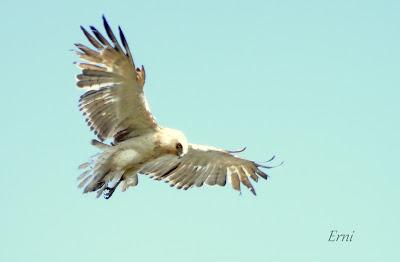 VOLANDO ESTAMOS Y VOLANDO NOS IREMOS