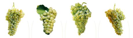 Variedades de uva de mesa sin semilla. ¿Tu propio vino con la mejor uva? ¡Descubre Viveros Barber!