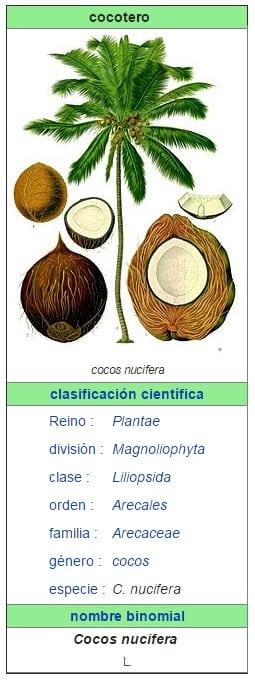 Cocotero