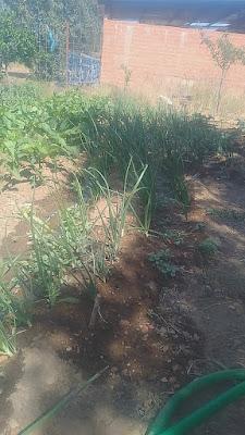 Fotos del huerto 2023 XVII