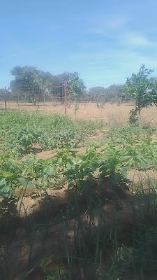 Fotos del huerto 2023 XVII