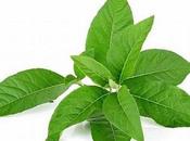 Tabaco deja