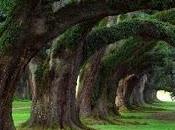 5.555 lloran robles...