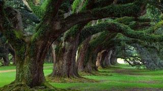 5.555 - LLORAN LOS ROBLES...