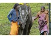 Cinecritica: Nuestro Bebé Elefante