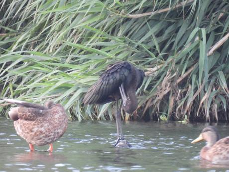 Morito Común (joven) Morito Común (joven)