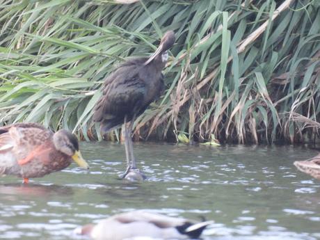 Morito Común (joven) Morito Común (joven)