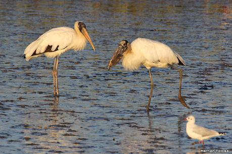 Recorrida por San Clemente del Tuyú y General Lavalle