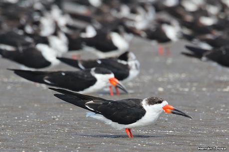 Recorrida por San Clemente del Tuyú y General Lavalle