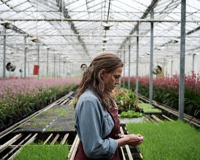 Las flores perdidas de Alice Hart: Terapia floral