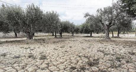 Sequía en el olivar y sin ayuda de ninguna administración