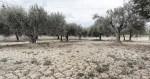 La sequía podría ser un problema para el olivar