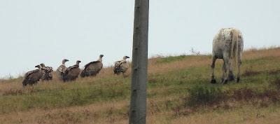 AVES EN ALGUNOS ENTORNOS URBANOS