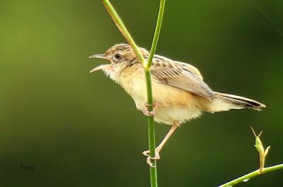 AVES EN ALGUNOS ENTORNOS URBANOS