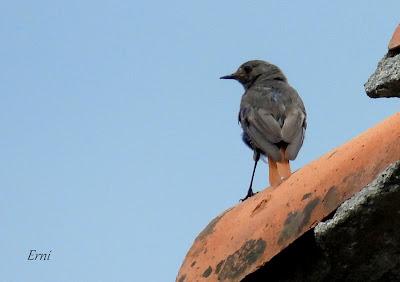 AVES EN ALGUNOS ENTORNOS URBANOS