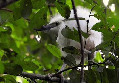 AVES EN ALGUNOS ENTORNOS URBANOS
