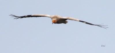 AVES EN ALGUNOS ENTORNOS URBANOS