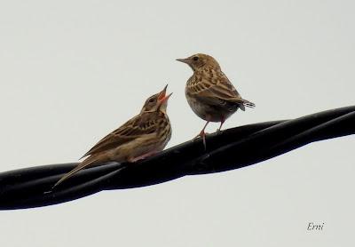 AVES EN ALGUNOS ENTORNOS URBANOS
