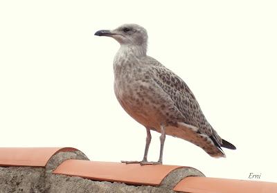 AVES EN ALGUNOS ENTORNOS URBANOS