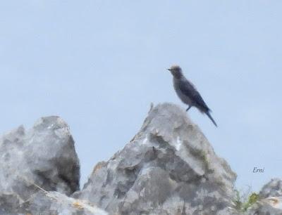 AVES EN ALGUNOS ENTORNOS URBANOS