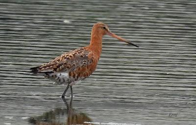 AVES EN ALGUNOS ENTORNOS URBANOS