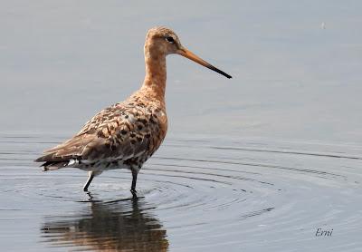 AVES EN ALGUNOS ENTORNOS URBANOS