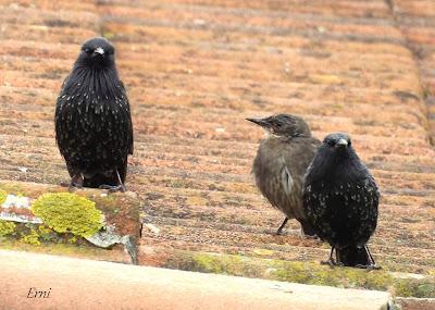 AVES EN ALGUNOS ENTORNOS URBANOS