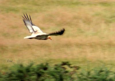 AVES EN ALGUNOS ENTORNOS URBANOS