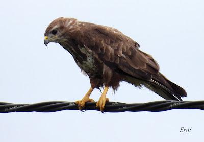AVES EN ALGUNOS ENTORNOS URBANOS