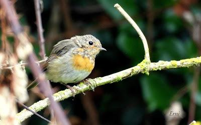 AVES EN ALGUNOS ENTORNOS URBANOS