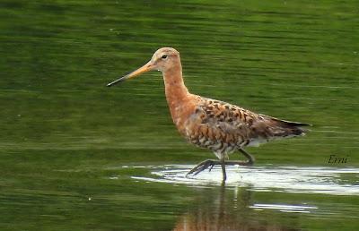 AVES EN ALGUNOS ENTORNOS URBANOS