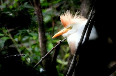AVES EN ALGUNOS ENTORNOS URBANOS