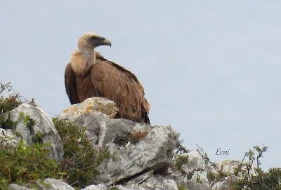 AVES EN ALGUNOS ENTORNOS URBANOS