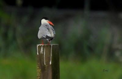 AVES EN ALGUNOS ENTORNOS URBANOS